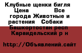 Клубные щенки бигля › Цена ­ 30 000 - Все города Животные и растения » Собаки   . Башкортостан респ.,Караидельский р-н